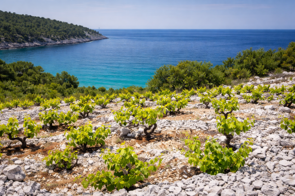 Camino Croatia tour in Dalmatia vineyards